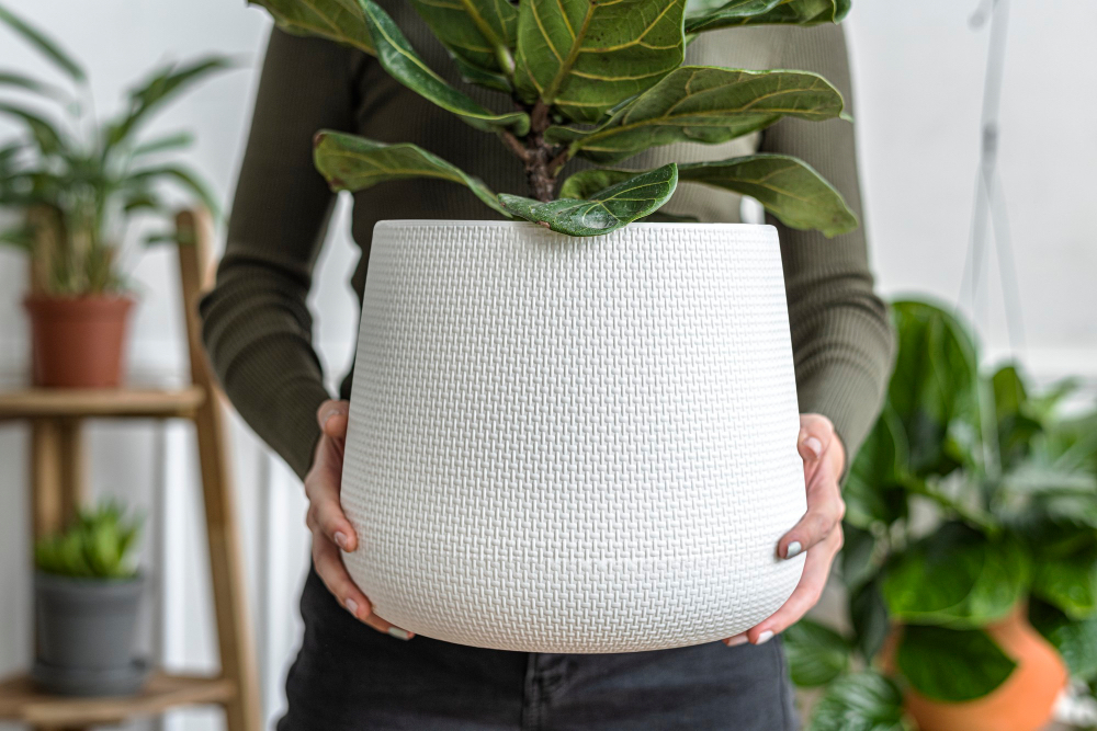 pot de plante